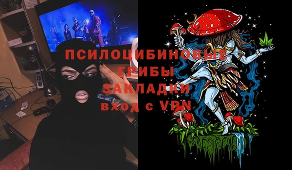 прущие грибы Новозыбков